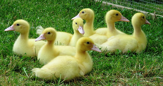 patos, filhotes, aves aquáticas, animais jovens, amarelo, plumagem, sete
