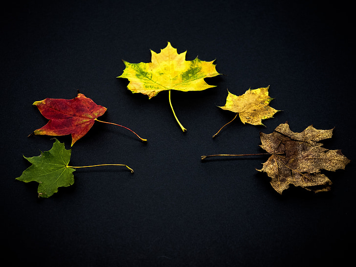 listi, jeseni, listi v jeseni, padec listje, padec barve, razvoj, stadioni