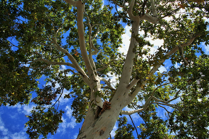 plane tree, cottonwood, poplar, tree, plane, trunk, white