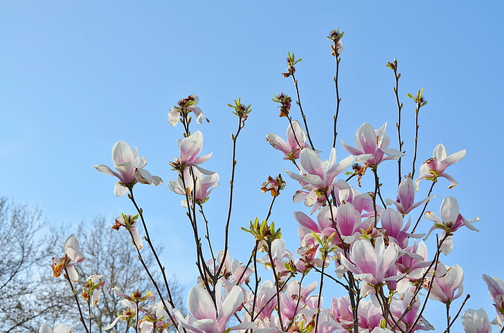 tree, flower, nature, blue, sky, green, spring