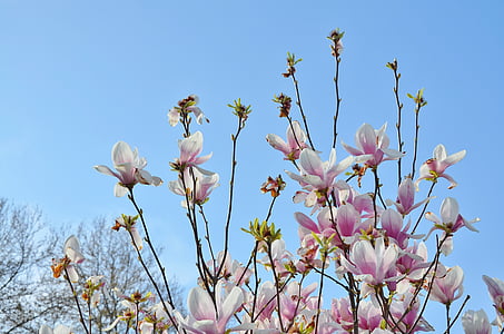 medis, gėlė, Gamta, mėlyna, dangus, žalia, pavasarį