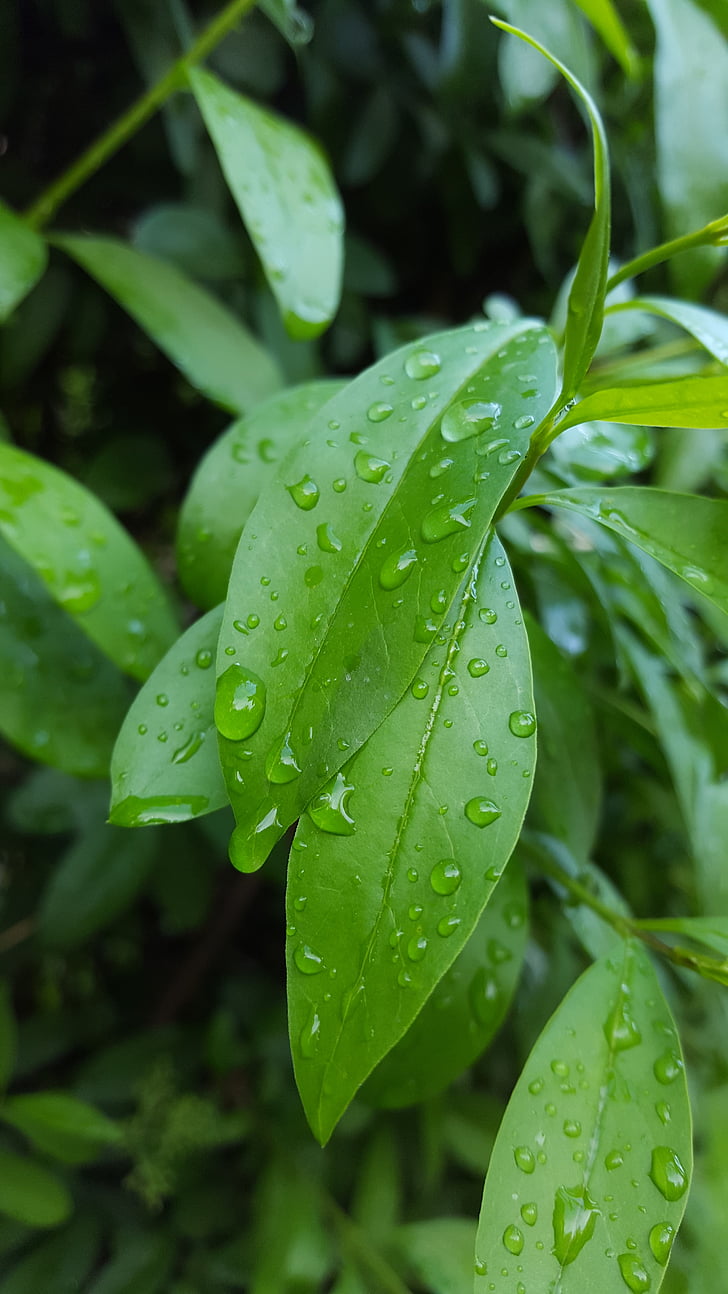 list, kapi, kišovito, pad, zelena boja, mokro, vode