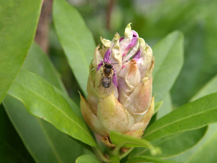 Rhododendron, bourgeon, abeille, insecte, nature, animal, feuille