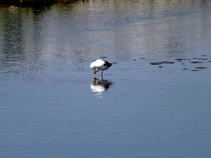 vogels, Seagull, water, reflectie