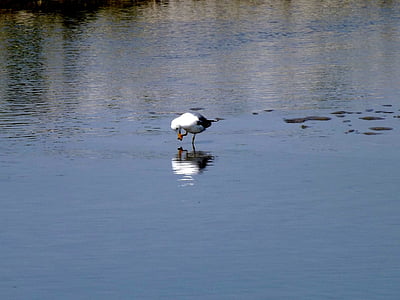 aves, Seagull, agua, reflexión