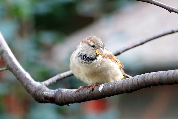 sparrow, sperling, bird, branch, sit, songbird, garden