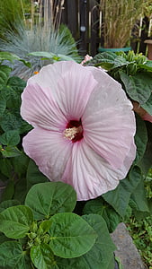 pink flower, hibiscus, pink blossom