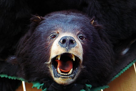 medvjed, glava, smeđi medvjed, crni medvjed, životinja, lažan, replika