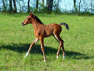 cavalo, puro sangue árabe, Cavalos reprodutores, equino, Pre, pradaria, potro