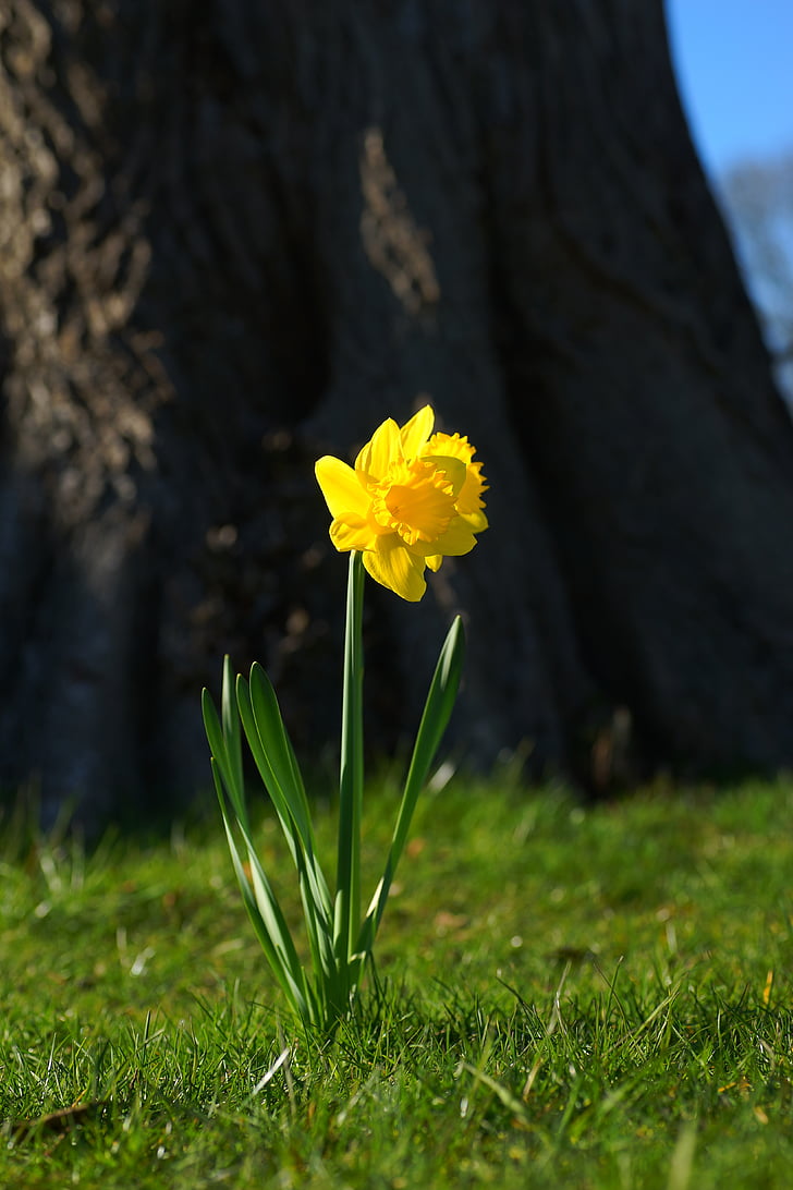 Narcissus, Påskelilje, gul, Blossom, Bloom, forår, Narcissus pseudonarcissus