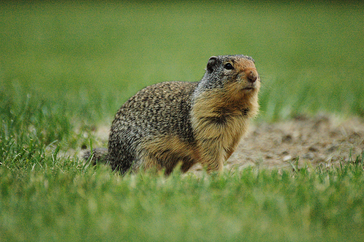 ground squirrel, squirrel, grass, wildlife, green, brown, park