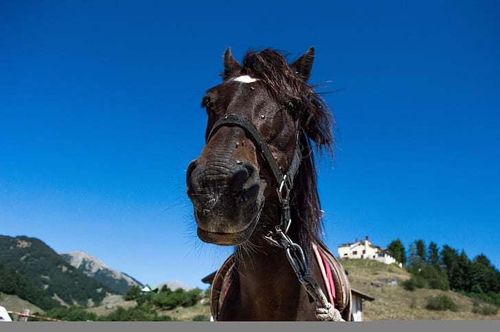 horse, horses, mountain, mountains, mare, foal, animal