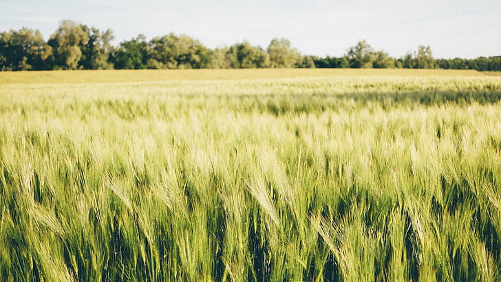 Грін, Пшениця, поле, денний час, трава, Луговий, сільській місцевості