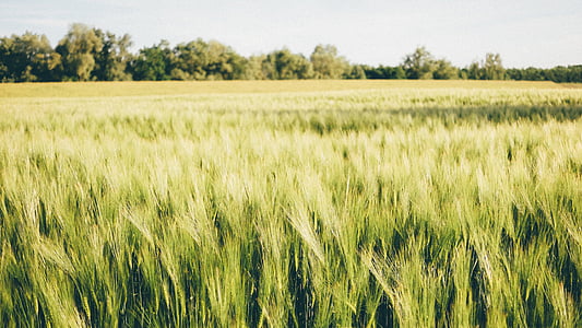 Zelená, pšenica, pole, Dĺžka, tráva, lúka, vidiek