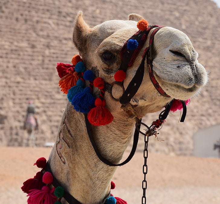 cammello, Monte, decorato, Egitto, animale