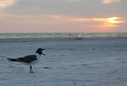 seagull, bird, gull, beach, sea, nature, wildlife