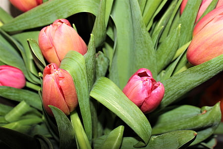 tulips, spring flowers, closeup, flowers, tulip, nature, flower