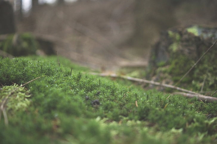 blur, közeli kép:, környezet, fókusz, fű, Föld, természet