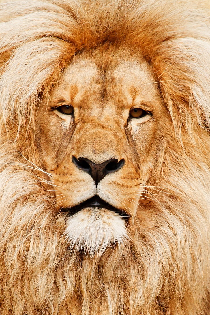 Tan, lõvi, looma, kass, silma, nägu, juuksed