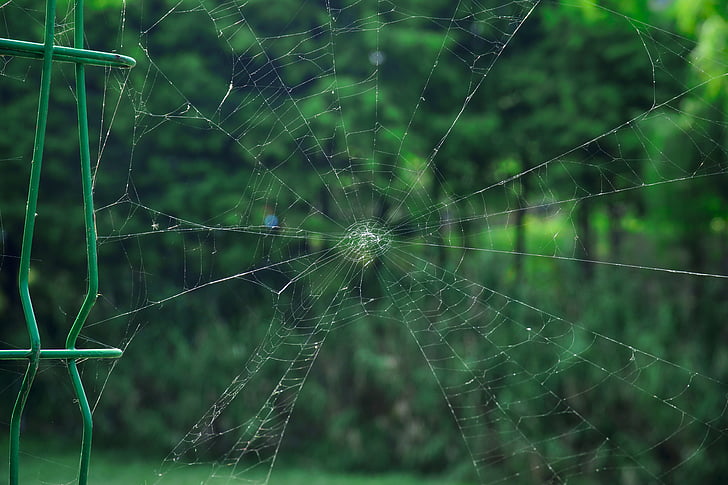 spider's web, Park, luonnollinen, seitti