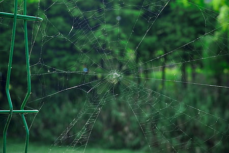 거미의 웹, 공원, 자연, 거미줄