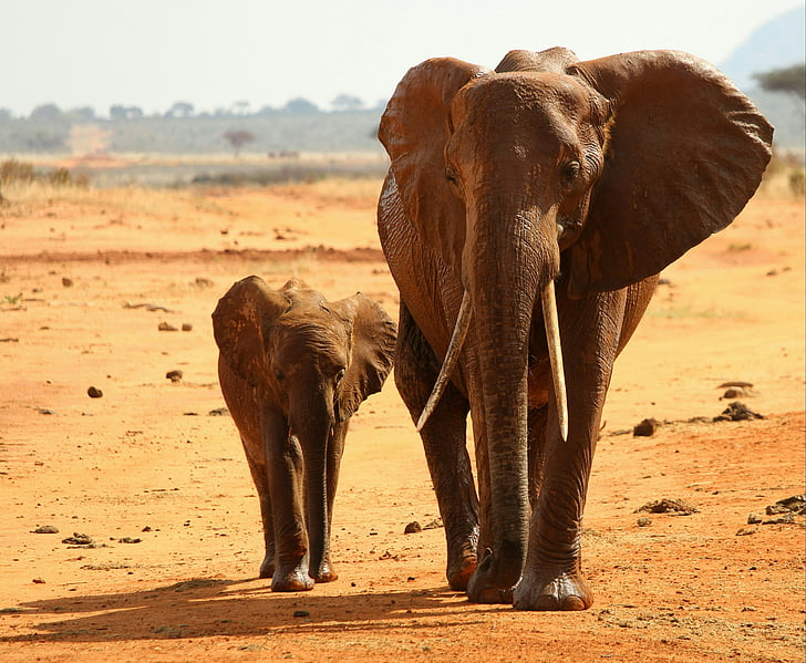 elefant, Afrika, nationalparken, djur i vilt, djur wildlife, två djur, djur