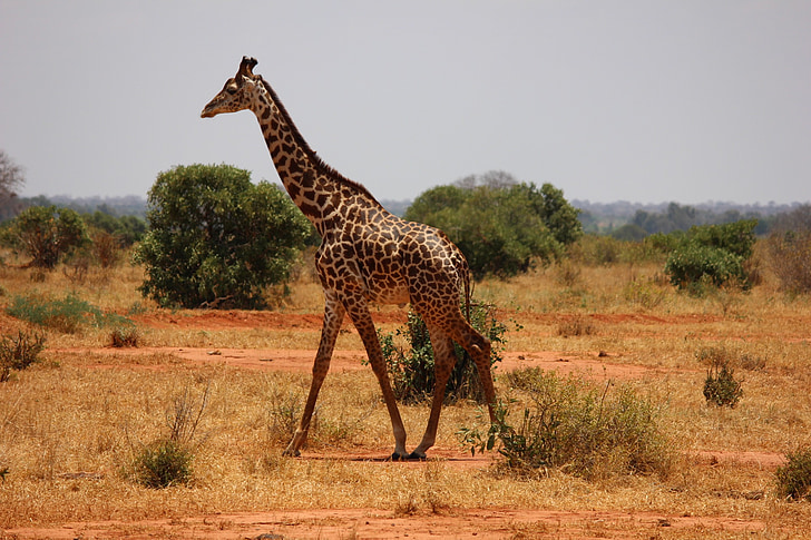 giraffe, kenya, tsavo, mammal, savanna, safari, africa