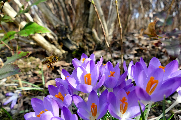 자연, 봄, 크 로커 스, 보라색, 꿀벌, 공장, 닫기