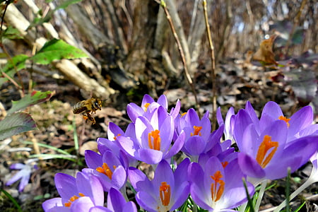 nature, spring, crocus, purple, bee, plant, close