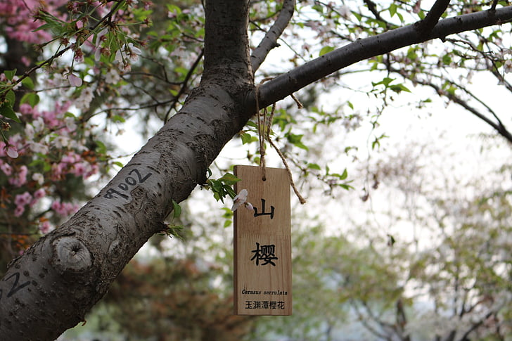 čerešňový kvet, vychádzka, yuyuantan, strom