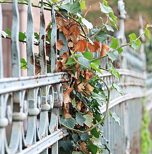 fence, ivy, iron, metal, grid, limit, old