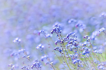 spring, background, flower, purple, field, meadow, easter