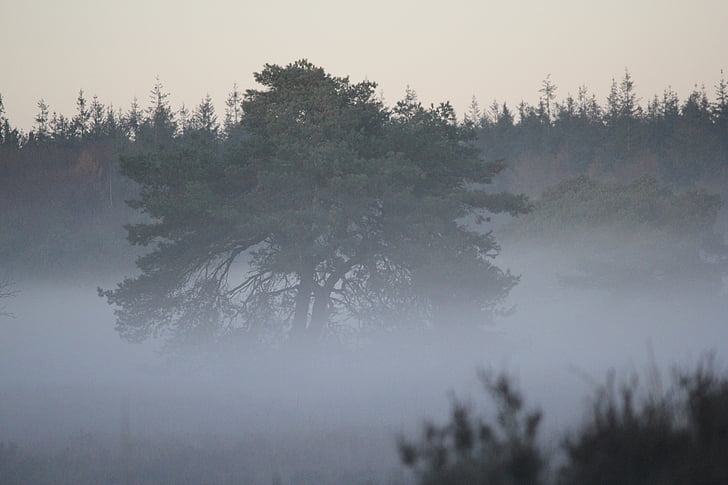дърво, кръпка мъгла, мистични, гора, природата, мъгла, зимни
