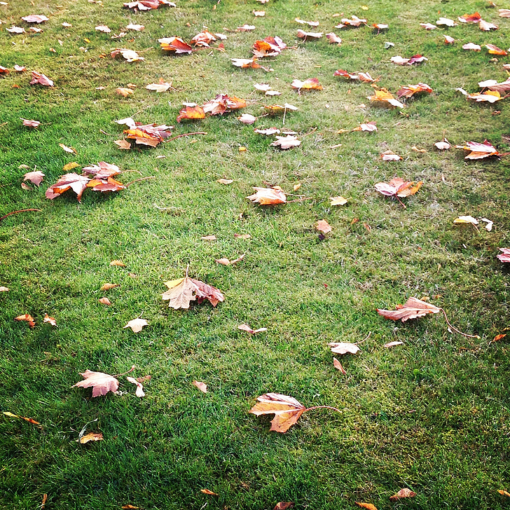 Outono, folhas, grama