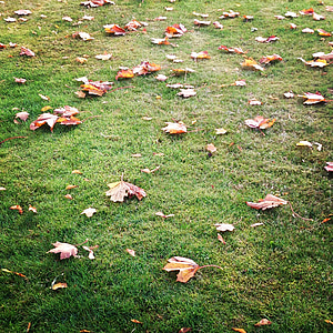 秋, 葉, 草