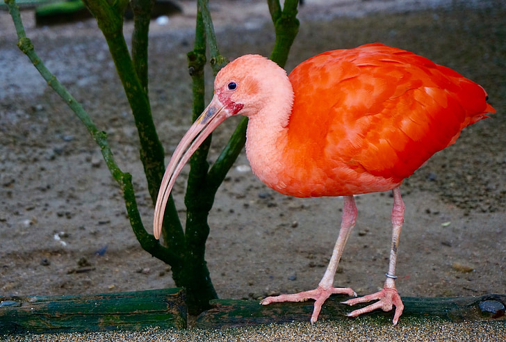 Flamingo, vogels, Rode nieuwe, Ibis, Pink feather