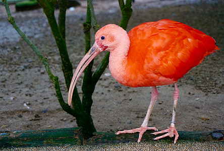 Flamingo, putni, jaunā sarkanā, Ibis, rozā spalvām