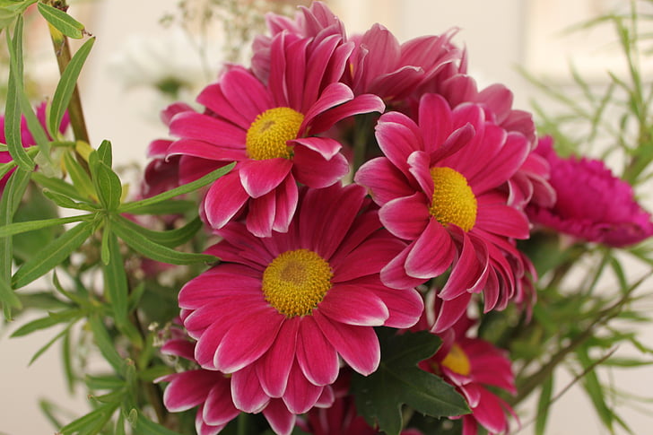 spring, flowers, garden