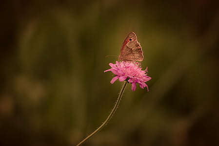 butterfly, insect, flight insect, landed, nature, close, stainless cohesive samtfalter