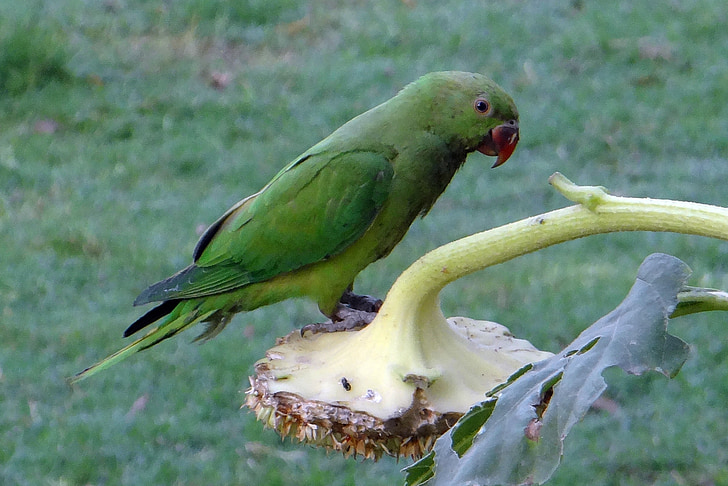 Rose-rõngastatud papagoi, Psittacula krameri, Ring kaelaga papagoi, papagoi, lind, India