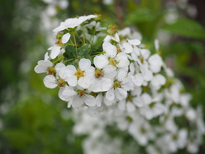 спирея thunbergii, цветя, растителна, бяло, естествени, природата, цвете