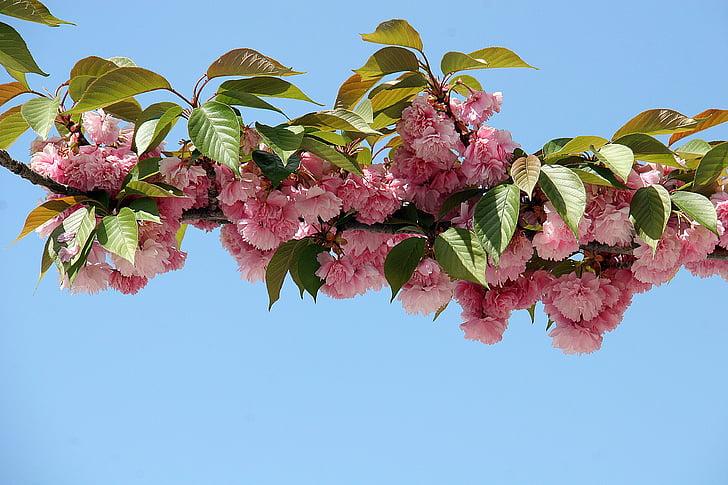 Cherry blossom, blomster, forår, Bloom, natur, træ, blad