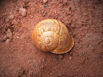 Shell, lumaca, a spirale, foresta, animale, natura, animale shell