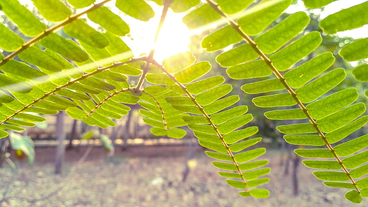 leaves, tree, green, leaf, nature, natural, light