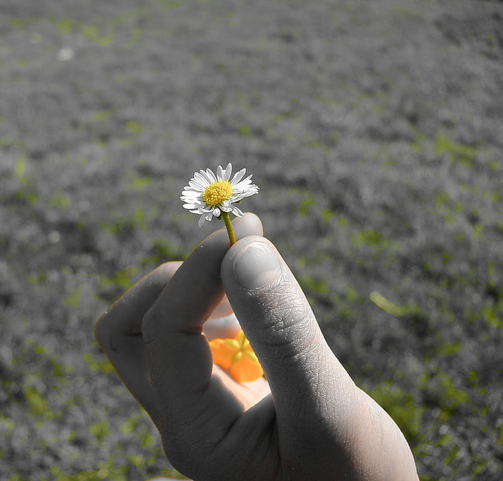 daisy, geese flower, flower, plant, nature, hand, close