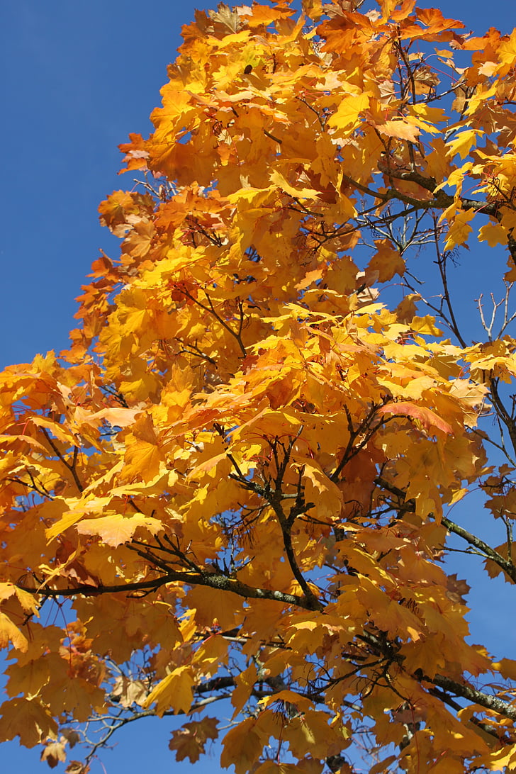 tree, branch, nature, sky, landscape, autumn, leaves