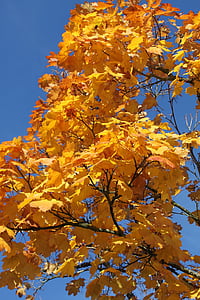 drvo, grana, priroda, nebo, krajolik, jesen, lišće