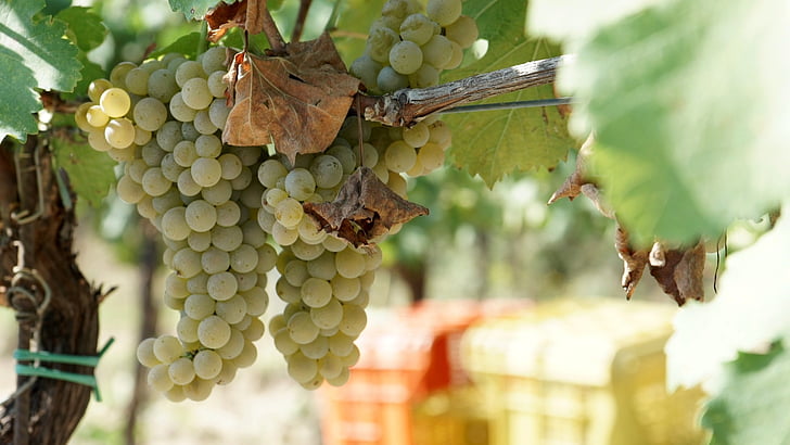 druer, vin, vinotoscano, paesaggitoscani, Toscana, natur, skjønnhet