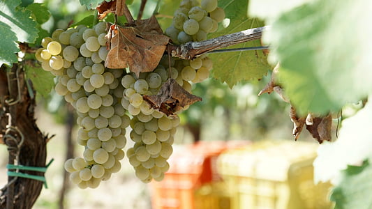 виноград, вина, vinotoscano, paesaggitoscani, Тоскана, Природа, Салон красоты