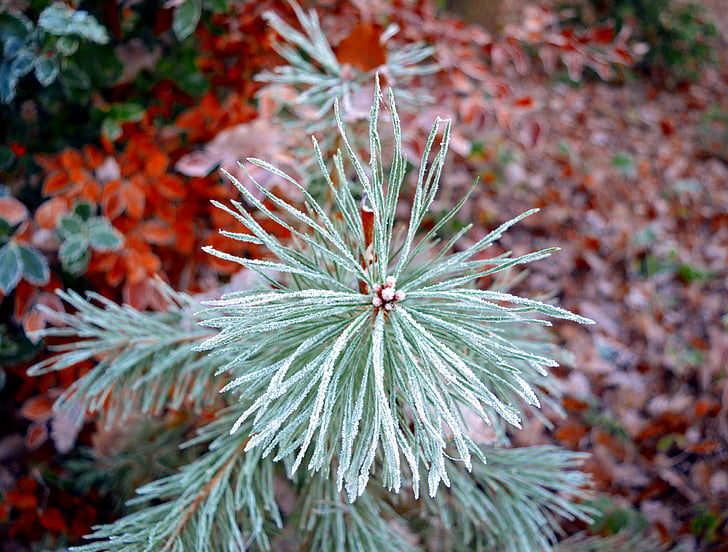 nåletræ, fyrretræ, natur, Pine branch, Frost, frostklare, rimfrost